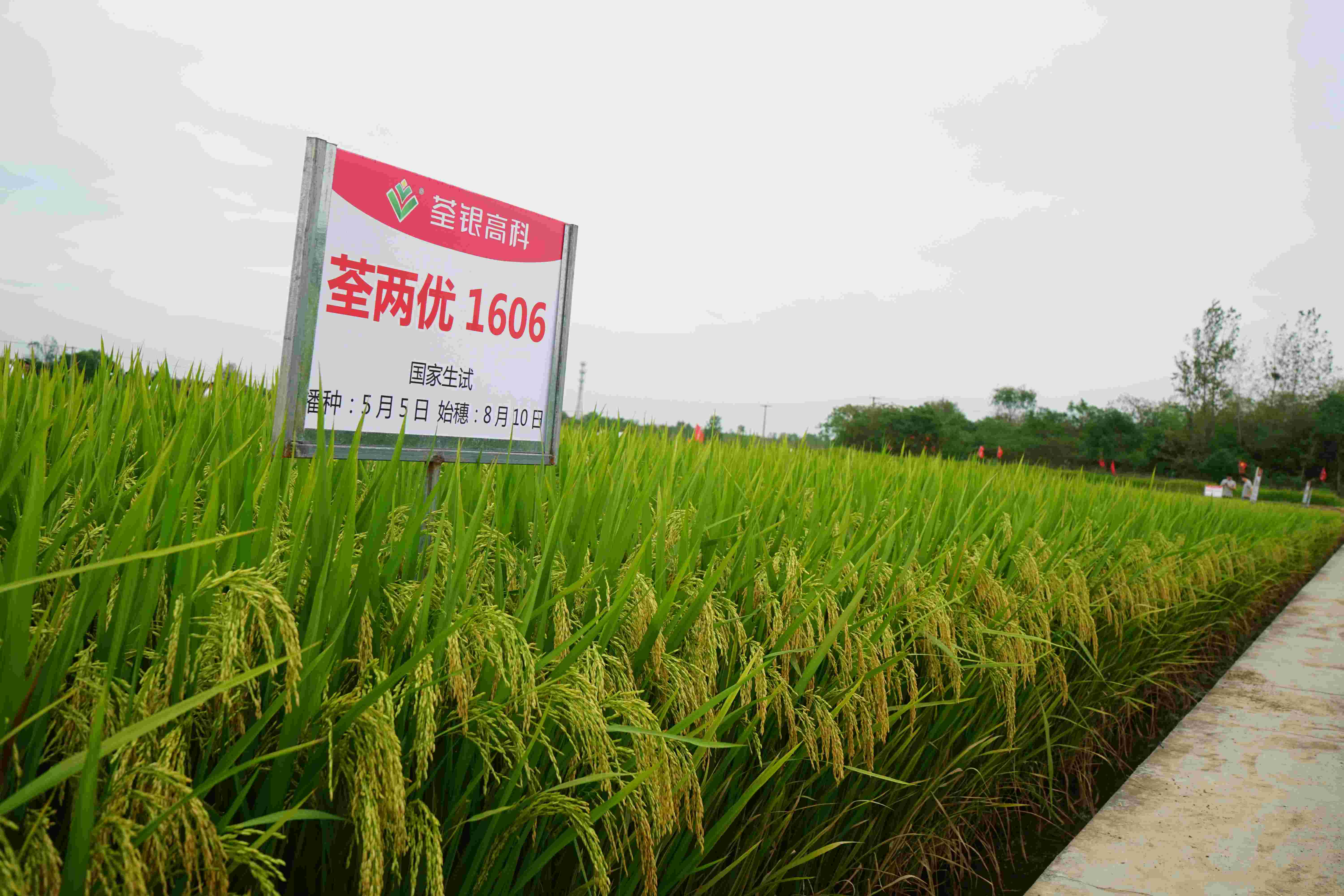 8、荃兩優1606(1).jpg